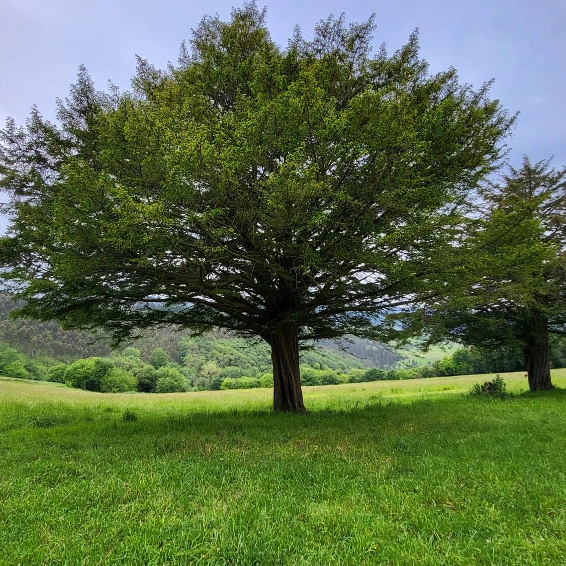 Old trees on the green meadow surrounding Granja Santa Ana