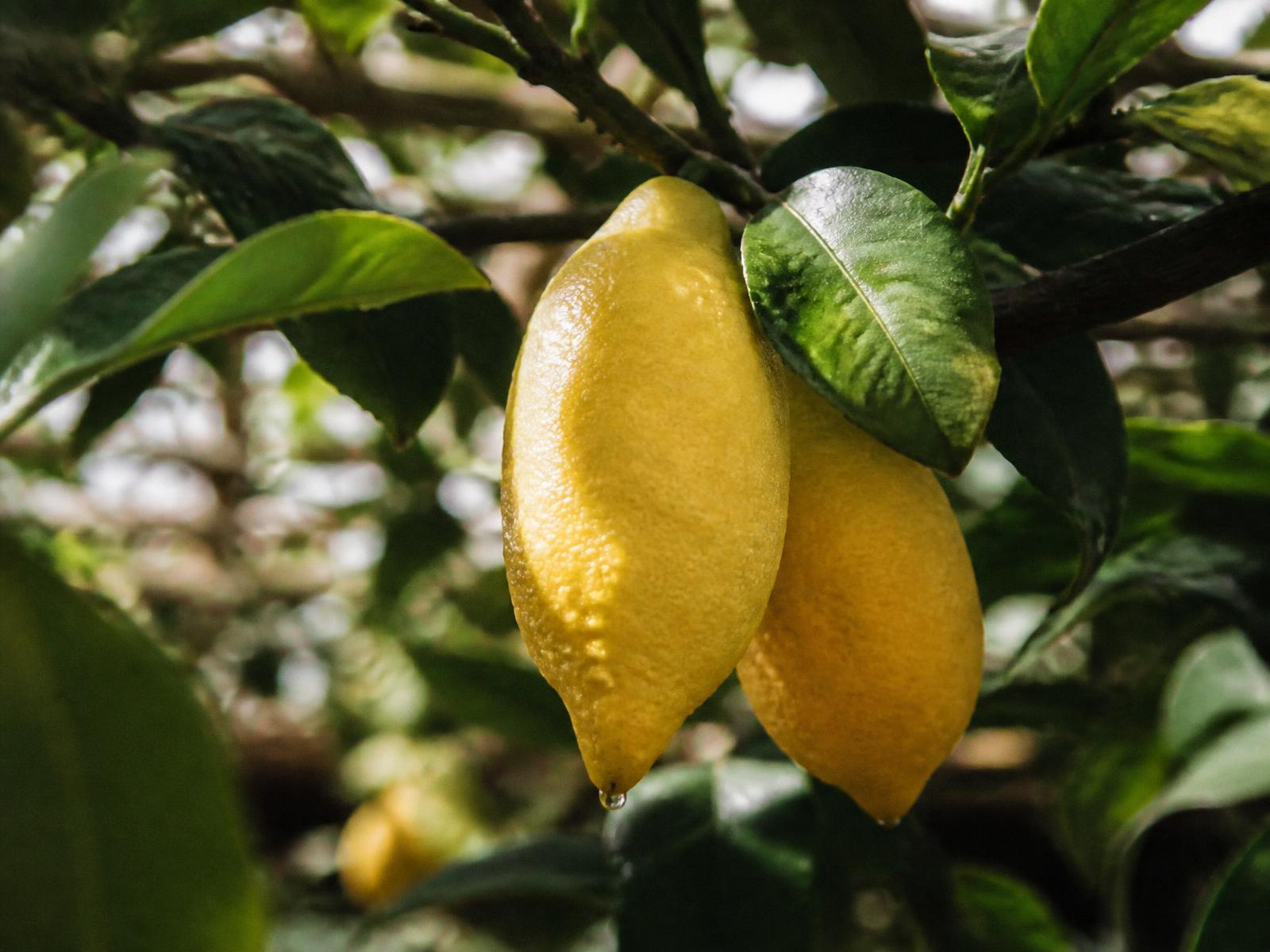 Amalfi lemons on the branch under citrus leaves