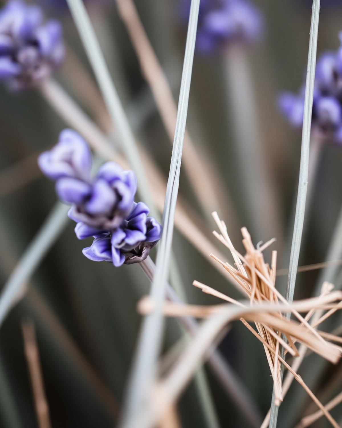 Close detail of lavender flowers with a bee, backlit by low sun